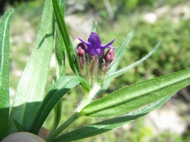 Buglossoides purpurocaerulea (L.) Johnston